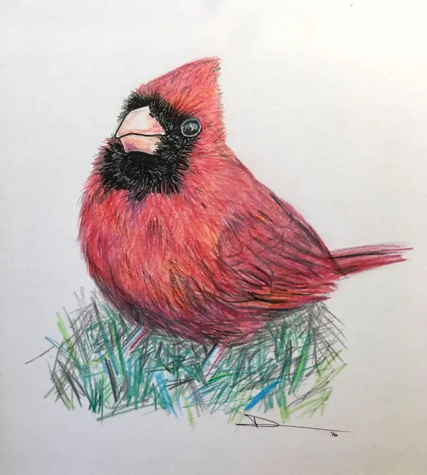 cardinal in grass - birdtrash